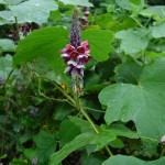 kudzu kudzu 150x150 Cluster Headaches Natural Treatment Options