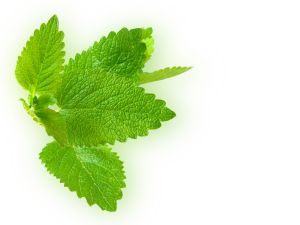 lemon balm lemon balm 300x225 Articles