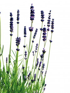 1045320 66485927 224x300 Natural Insect Repellents