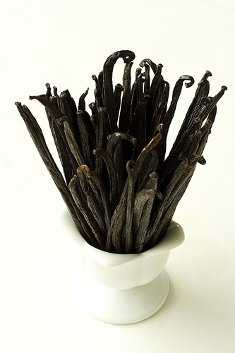 vanilla_mosquito vanilla mosquito Natural Insect Repellents